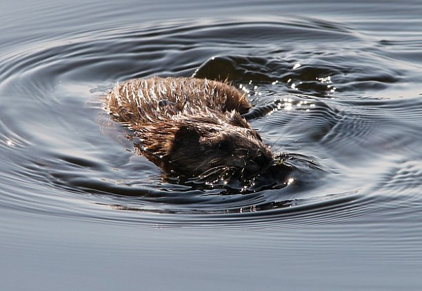 � �������� ������� ��������� ������ 