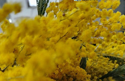 � ����-��� ������� ��������� ��������� �� 8 ����� �� ��������� �����