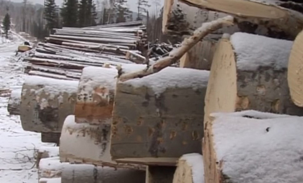 В Иркутской области лесоэкспортёр не вернул выручку на 342 миллиона 