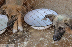 � ��������� ������� �������� ������ �� ������ ��� ��������