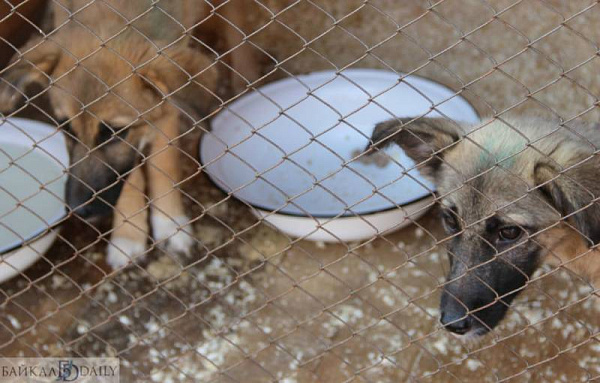 � ��������� ������� �������� ������ �� ������ ��� ��������