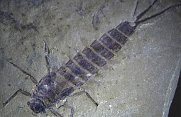 ���������� ��������� ������� ������� ������ ����� ���������� 