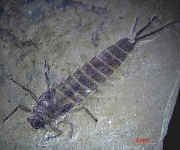 ���������� ��������� ������� ������� ������ ����� ���������� 