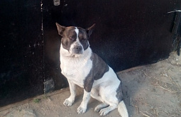 � ����-��� �������� ���� �������