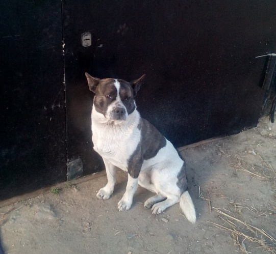 � ����-��� �������� ���� �������