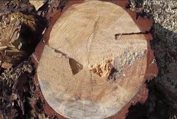 ������ ����������� � ������� �������� ��������������� ��������� �������