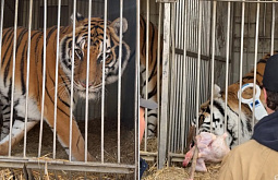 � ������� �������� 11 ����������� ������