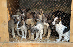 � ����-��� ������� ����� ��� ����� ��������� ����� (���� �� ���������) 