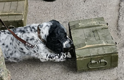 «Деньги пахнут»: Собаки Бурятской таможни показали, на что способны 