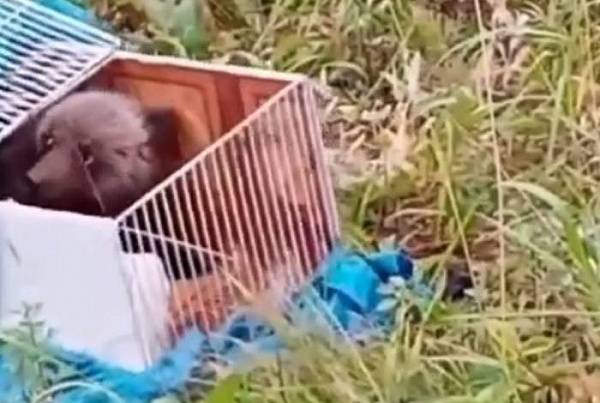 � ������� ������������� ���������� ��������� � ���