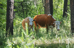 ������� ������� ������������ �� ������� ����� �� �������� �� ���������