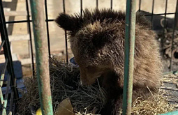 ����������-��������� ������� � ��������� �������