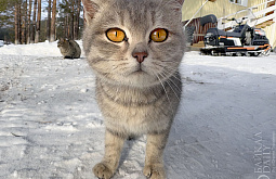 ������� �� ������� ����