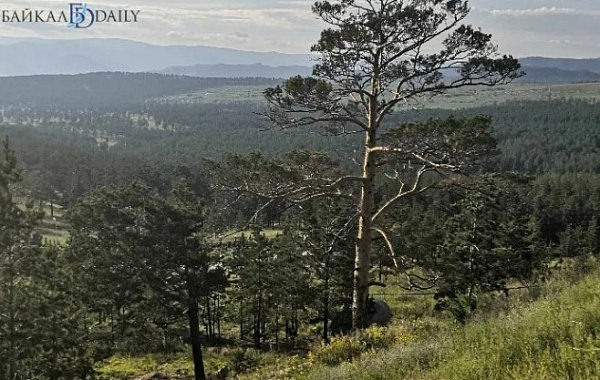 В Бурятии в этом году уменьшилось число лесных пожаров
