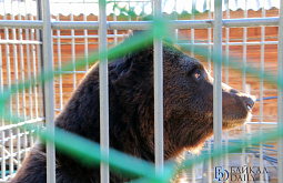 � ��������������� ����� � ������� ������� ��������� ����� ������ (������������)