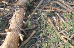 � ������� �������� ������� ����� ���