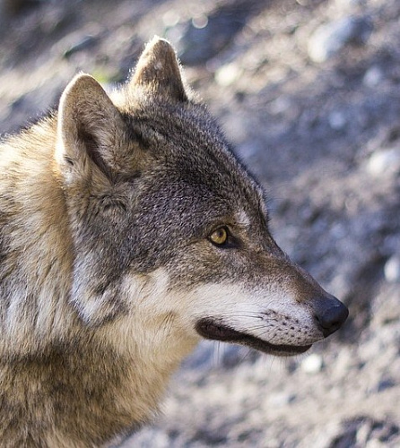  ����� ������� ������� ���������� � ������ � �������