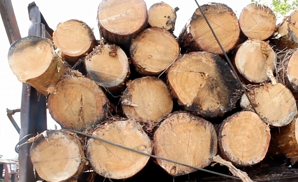 В Иркутской области ОПГ спилила лес более чем на 8 миллионов