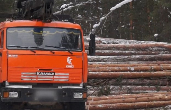 В Иркутской области минлеса незаконно выдало лесной участок под видом строительства дороги