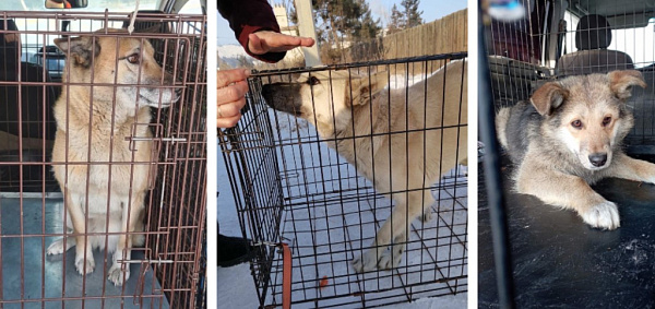 В трёх посёлках Улан-Удэ за день отловили 11 собак 