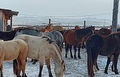 В Иркутской области появился «борцовский табун» из бурятских лошадей