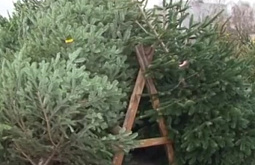 � ����-��� �������� 21 ������� �����