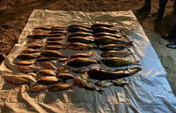 � ������� ���� ����������� ��������� �� ������ ���� �� 800 ����� ������ 