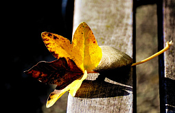 ������� � ����-��� +17