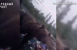 Северному посёлку Бурятии из-за мусорных куч угрожают медведи