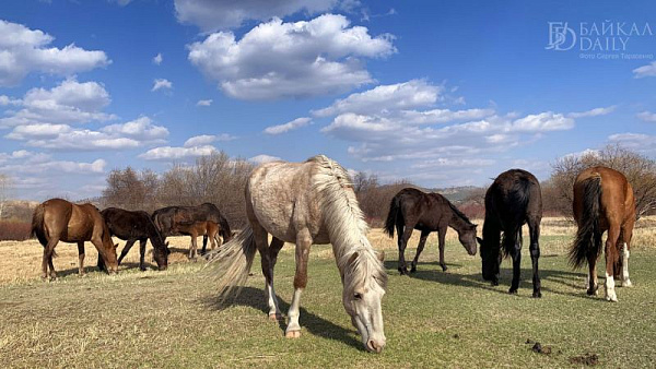 �������� � ������� ���������� ������������ �������