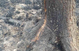 В Бурятии стабилизируется обстановка с лесными пожарами 