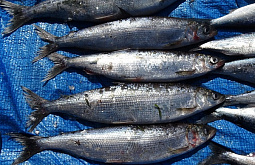 ������ ������� ������ ������� ����� �� 110 ����� ������