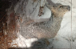 В Иркутской области разыскивают браконьеров, убивающих косуль 