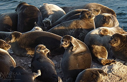 У лежбища нерп в Бурятии обнаружили 15 трупов