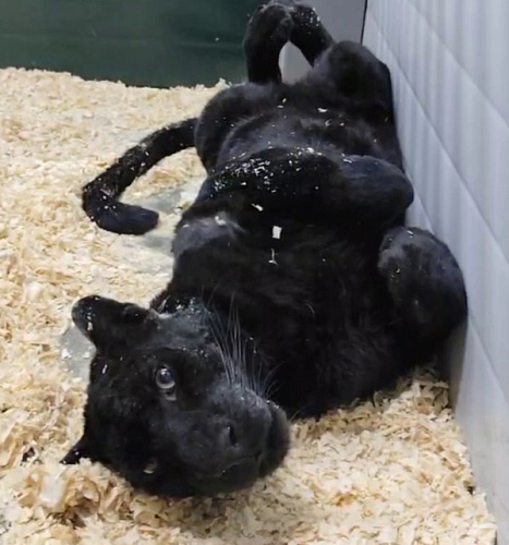 �������, �������� �� ������ � ��������, ��������� � ��������� �������