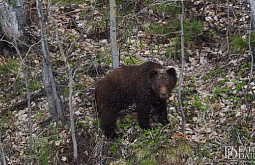 В Бурятии медведи отходят в тайгу, но всё ещё опасны для человека