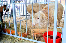 ��������� ������ �� ���������� ��������� ��������� �����