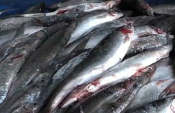 На Байкале разрешат любительскую рыбалку омуля