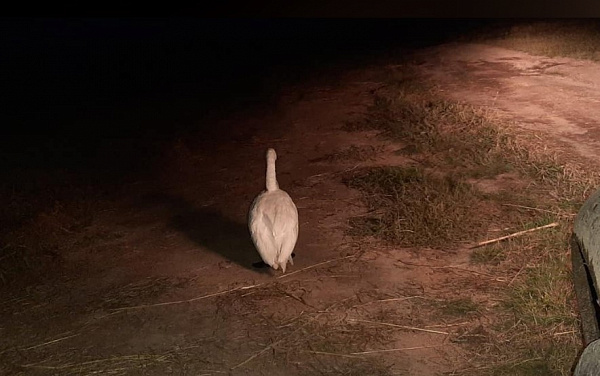 � ������� ������ ����������� ������