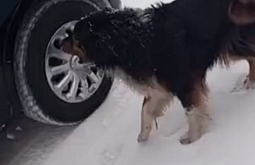 � ��������� ����������� ����-��� ������� �� ������ ����