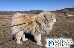 � ����� ����-��� ������ ��������� �����