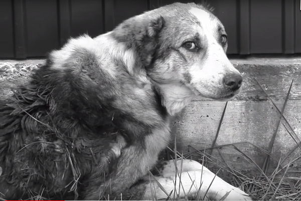 � ����-��� ������ �������� ������ (�����)