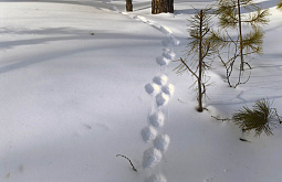 � ����������� ���������� ��������� ��������