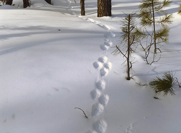 � ����������� ���������� ��������� ��������