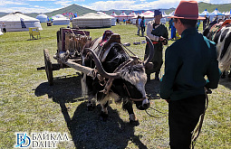 Власти Бурятии хотят привлечь на работу монгольских аратов