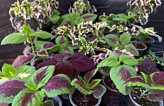 ����-��� ������� ������������ �������������