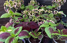 ����-��� ������� ������������ �������������