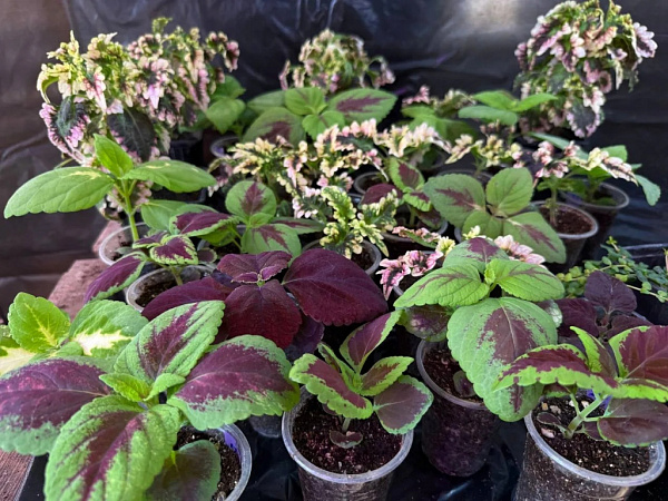 ����-��� ������� ������������ �������������