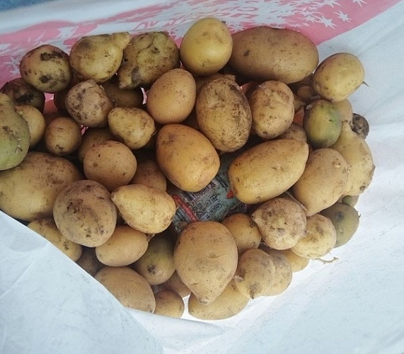 � ����-��� ����� �� ����� ����� ����������� ������