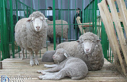 В Забайкалье утвердили программу выставки овец ДФО и СФО